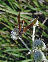 Mischocyttarus drewseni