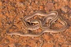 Western Patch-Nosed Snake photo 3