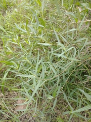 Grindelia scorzonerifolia