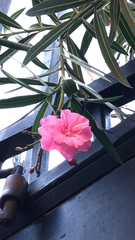 Nerium oleander