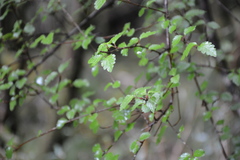 Viburnum parvifolium