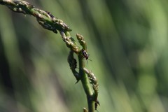 Crioceris paracenthesis