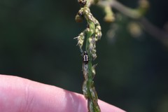 Crioceris paracenthesis