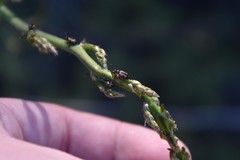 Crioceris paracenthesis