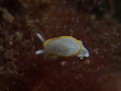 Diaphorodoris alba