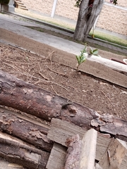 Sceloporus grammicus