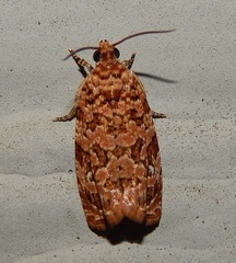 Phaecasiophora niveiguttana