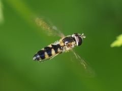 Meligramma triangulifera