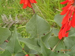 Erythrina humeana
