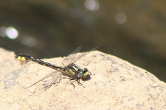 Hylogomphus abbreviatus