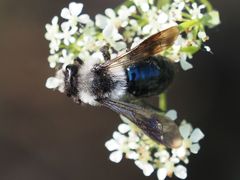 Andrena danuvia