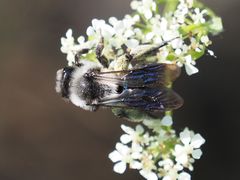 Andrena danuvia