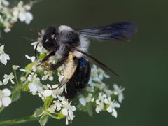 Andrena danuvia