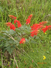 Erythrina humeana
