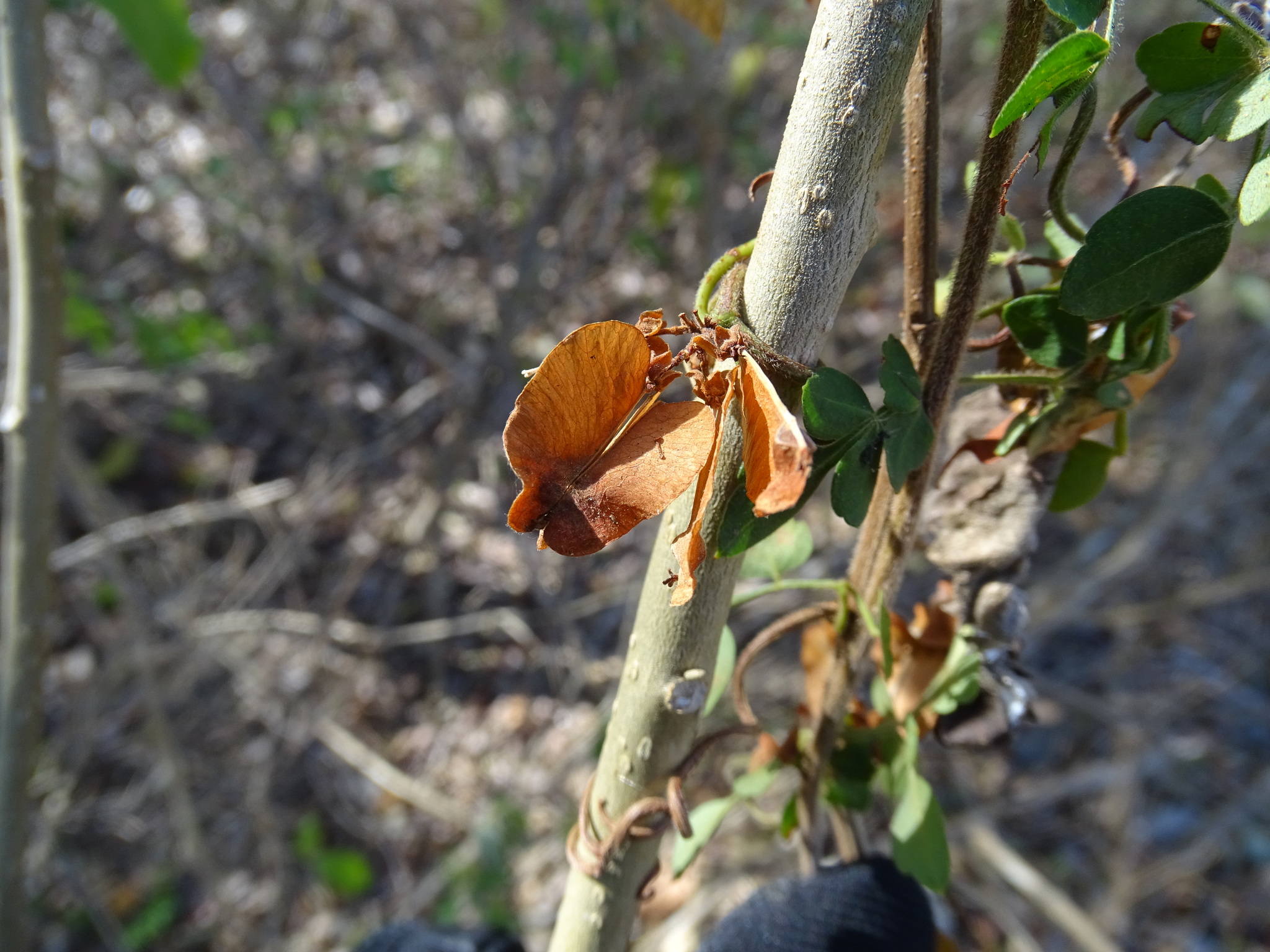Serjania adiantoides
