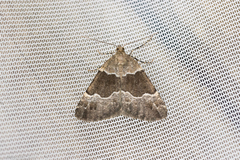 Pseudocoremia pergrata