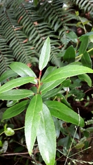 Gaultheria paniculata