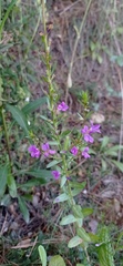 Lythrum junceum