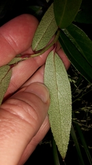 Gaultheria paniculata
