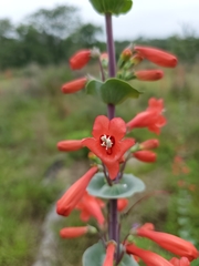Penstemon murrayanus