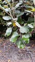 Brachyglottis rotundifolia