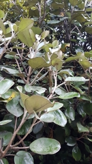 Brachyglottis rotundifolia