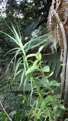 Gaultheria paniculata