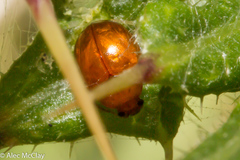 Sphaeroderma testaceum