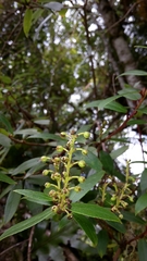 Gaultheria paniculata