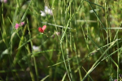 Lathyrus sphaericus