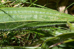 Aspilapteryx tringipennella