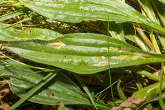 Aspilapteryx tringipennella