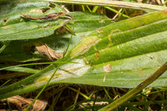 Aspilapteryx tringipennella