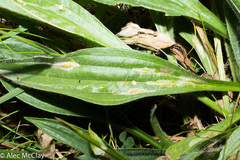 Aspilapteryx tringipennella