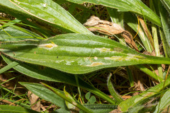 Aspilapteryx tringipennella