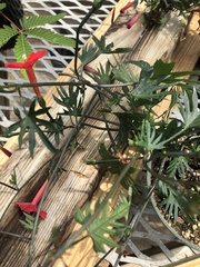 Ipomoea × multifida