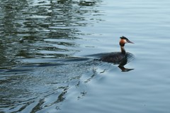 Podiceps cristatus