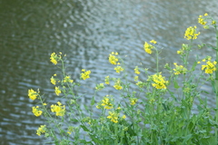 Barbarea vulgaris