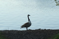 Branta canadensis