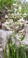 Penstemon pallidus