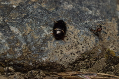 Platambus pictipennis