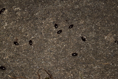 Platambus pictipennis