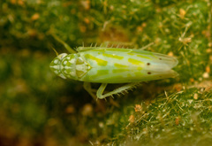 Micantulina stigmatipennis