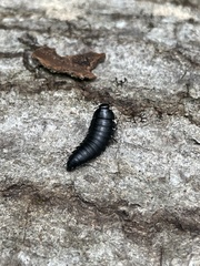 Necrophila americana