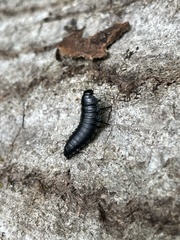 Necrophila americana