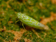 Micantulina stigmatipennis