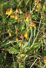 Hermannia grossularifolia
