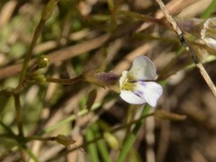 Vandellia clausa