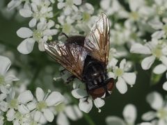 Phasia subcoleoptrata