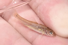 Catostomus commersonii